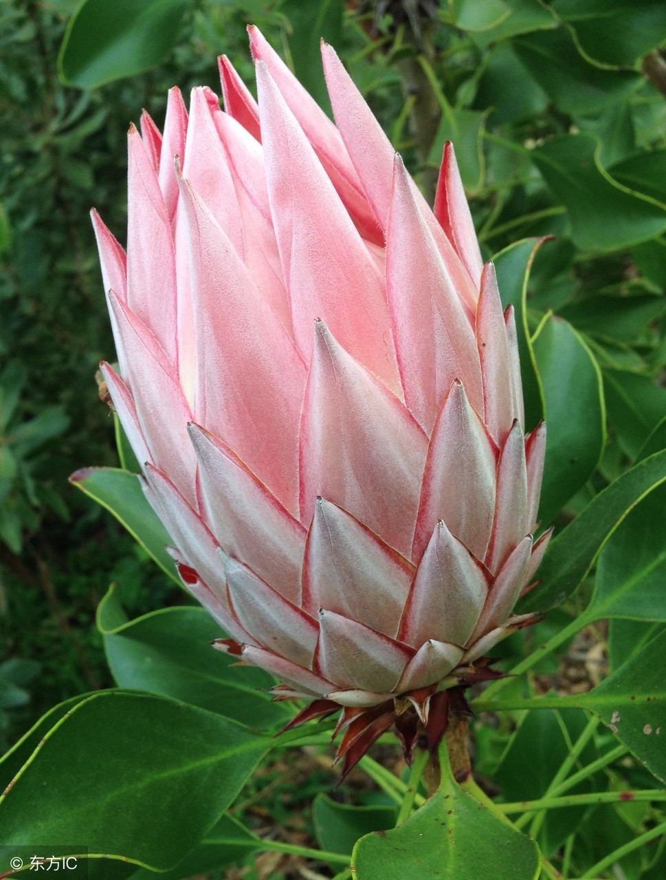 帝王花养殖视频教程,帝王花的养殖方法和花语