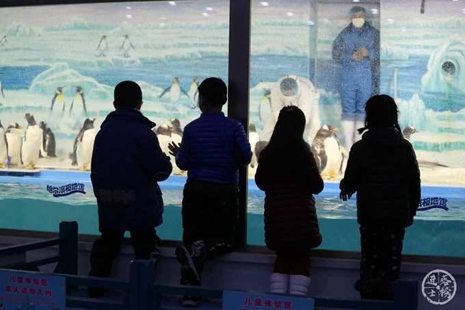哈尔滨极地馆体验,哈尔滨极地馆之精彩瞬间
