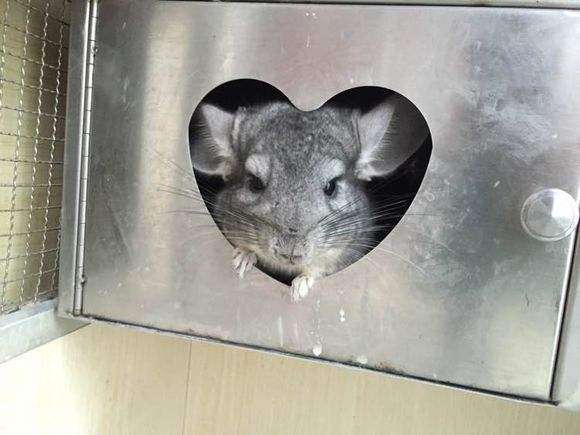 黑色龙猫好养吗,龙猫夏天怎么避暑