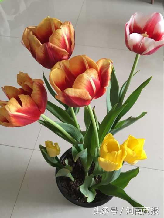 情人节鲜花暴涨,情人节鲜花秒杀