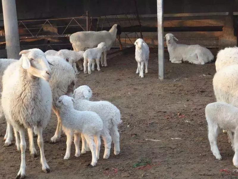 羊疥螨传染人吗,羊疥癣螨病症状治疗和预防方法