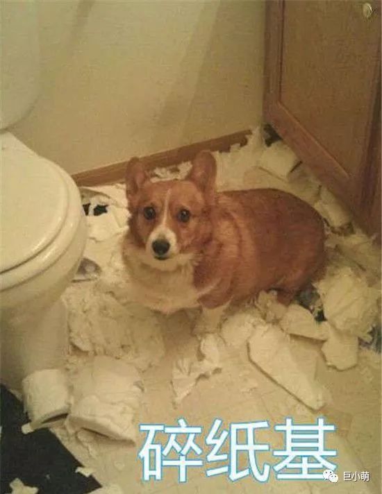 狗年大牌限定辣眼睛，思聪爸爸有钱都不想买