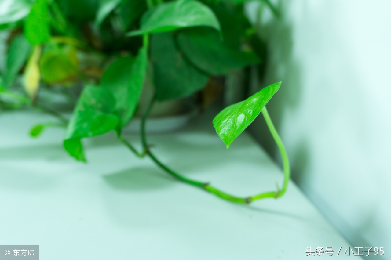 绿萝的养殖方法和注意事项盆栽,刚快递回来的绿萝在冬季怎样养殖