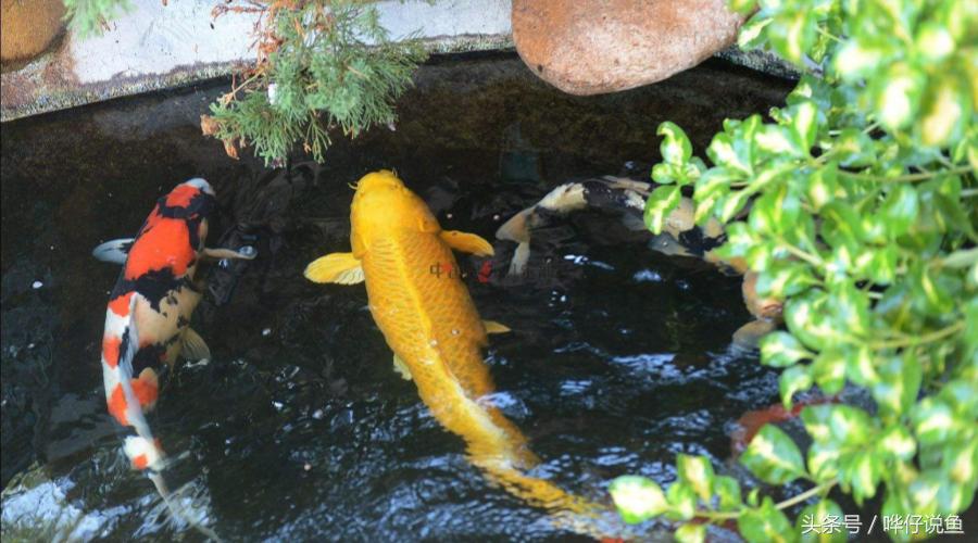 新年养什么观赏鱼好,过年必养的三大小型观赏鱼