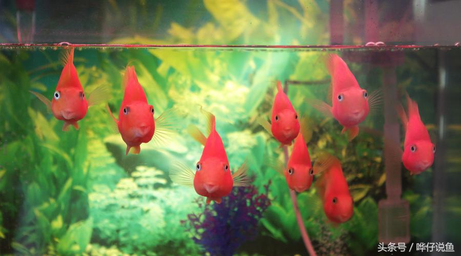 新年养什么观赏鱼好,过年必养的三大小型观赏鱼