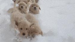 狗年新时尚，国际大牌为迎合中国市场，都出了些什么看不懂的时尚