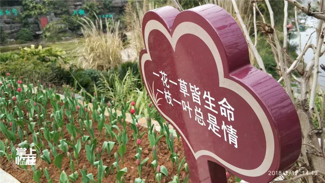 2020桂林訾洲公园郁金香盛开,桂林訾洲公园郁金香花期