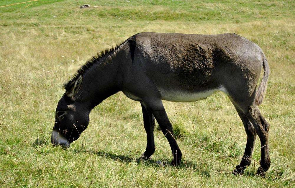 德州肉驴养殖50头肉驴的成本,科学驴的养殖办法
