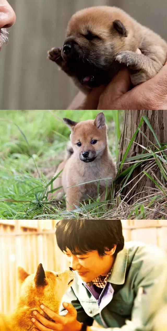 十大最经典的狗狗电影,十部最催人泪下的狗狗电影