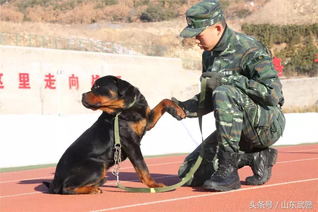 军犬来了|在两代训犬员爱的传承下，“萌犬”虎子变“猛犬”