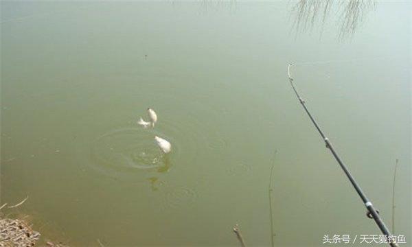 钓大鲫鱼绝招最佳方法,冬季钓鲫鱼大水面如何打窝