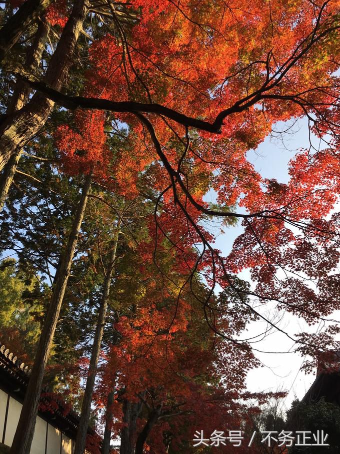 旅行|CoordinateBook06-No.535.0116°N,135.7680°E京都