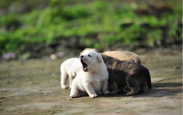 正宗中华田园犬还能买的到吗,中华田园犬现在能买吗