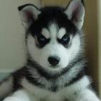 qantas澳洲航空安全吗,qantas是哪个航空公司