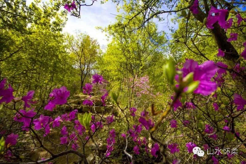 与花相约完整版,与花相约