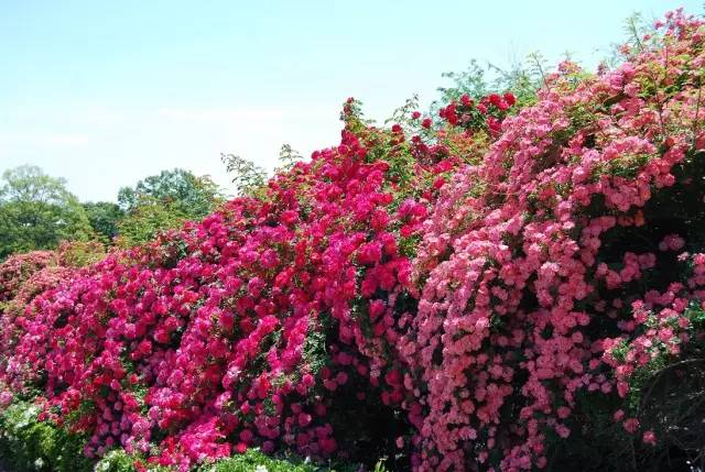 去日本必去的10个秘境,来日本东京玩必去的几个地方