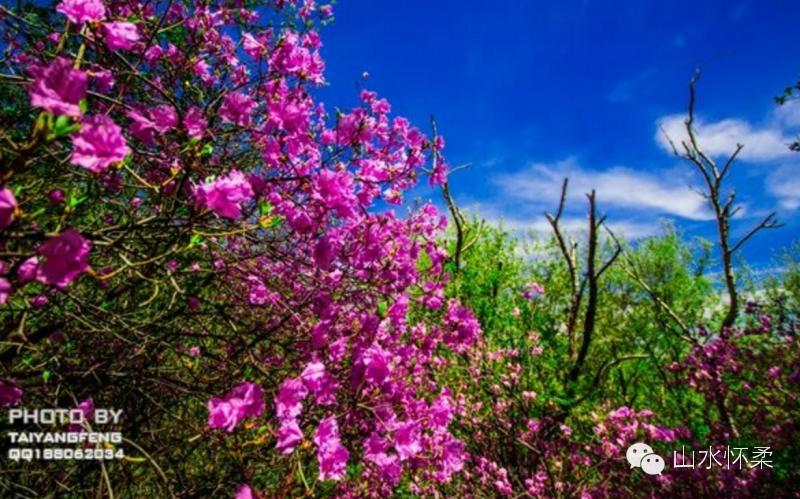 与花相约完整版,与花相约