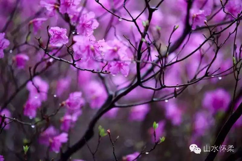 与花相约完整版,与花相约