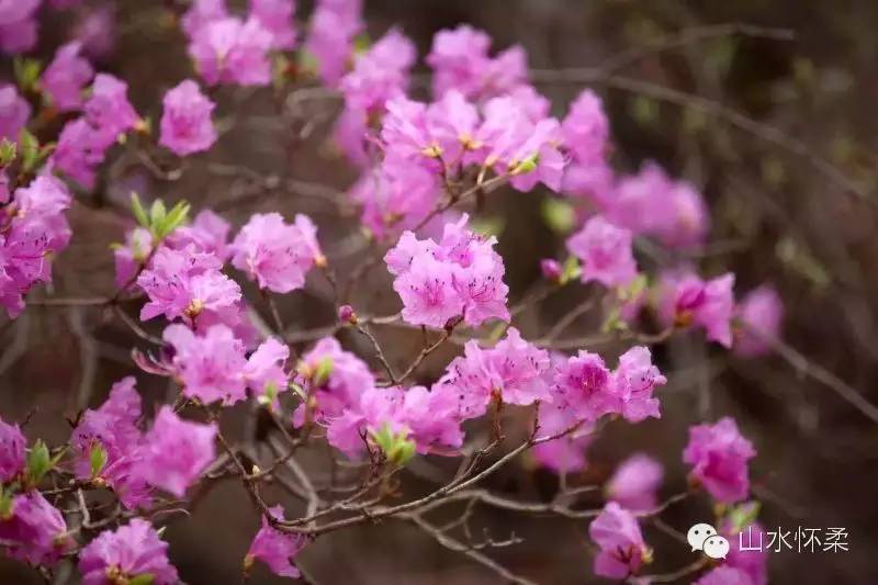 与花相约完整版,与花相约