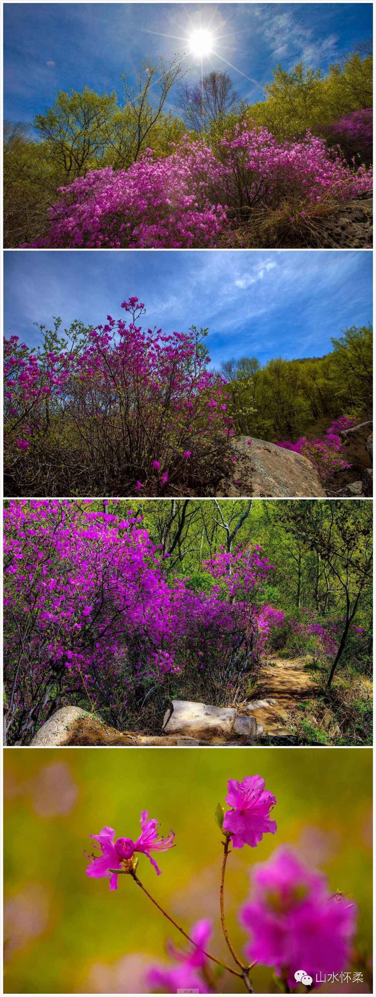 与花相约完整版,与花相约
