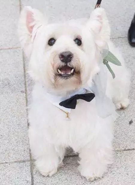 狗年除夕夜｜那些上过《安邸AD》的狗朋友们怎么样了？