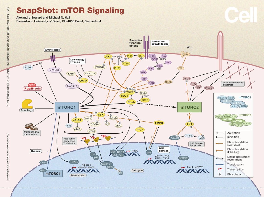 mTOR通路对于代谢调控的一点微小贡献