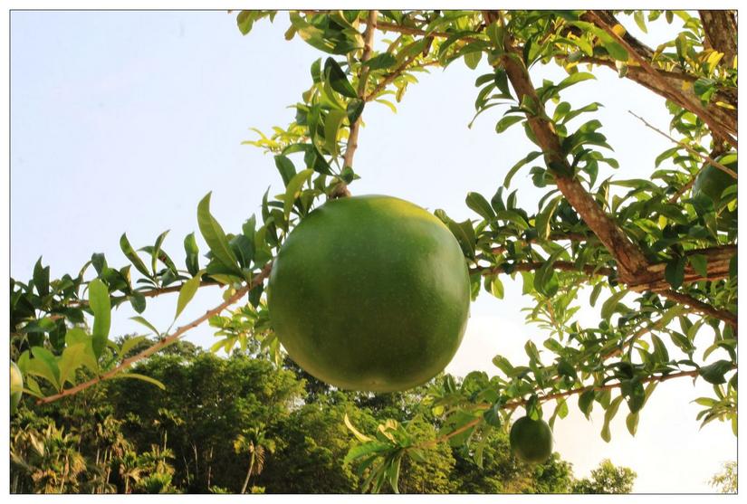 海南三亚的槟榔谷,三亚槟榔谷黎族原生态攻略