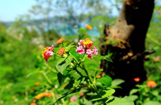 我有一座美丽的海岛,我有一座海岛免费下载