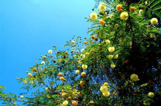 我有一座美丽的海岛,我有一座海岛免费下载