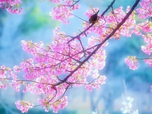 2024春盛行动招聘会上海,上海近期各区春盛行动招聘会