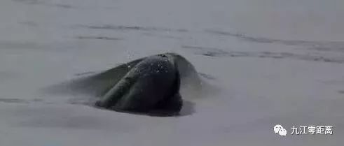 「九江零距离」领取一元共享男友陪吃陪玩做苦力半小时