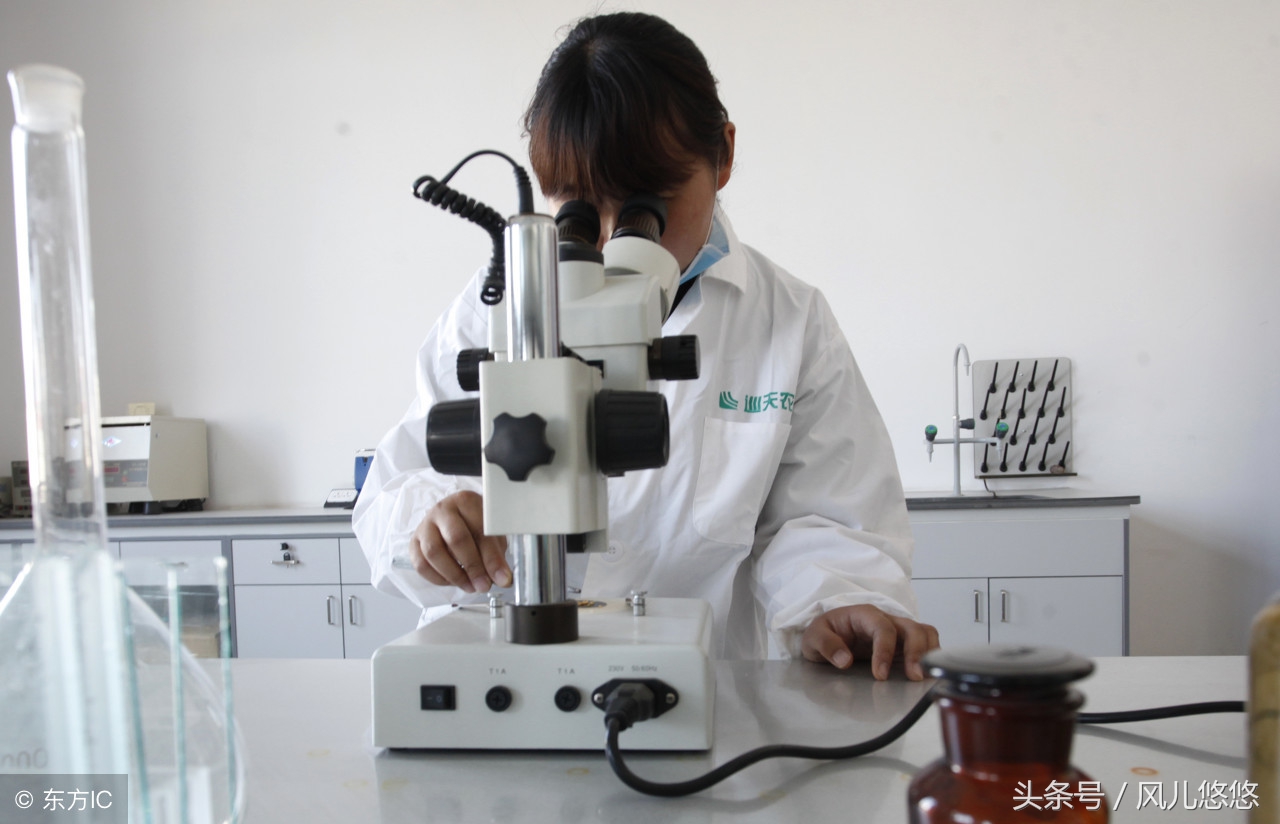 杉木苗好不好种,杉木良种繁育