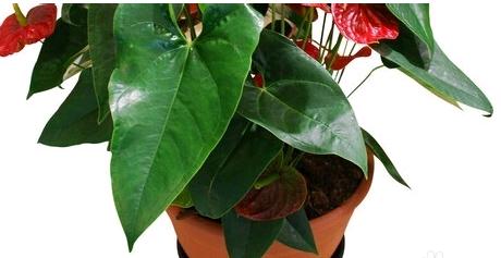 火鹤花和红掌哪个好养,火鹤红掌有什么区别吗