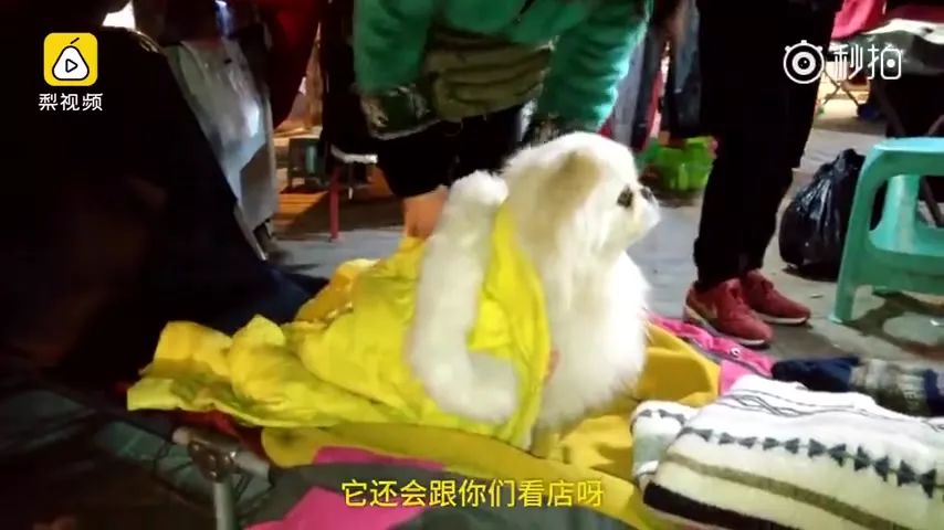 狗狗陪主人吃月子餐看见鸡汤,狗狗陪着主人吃饭