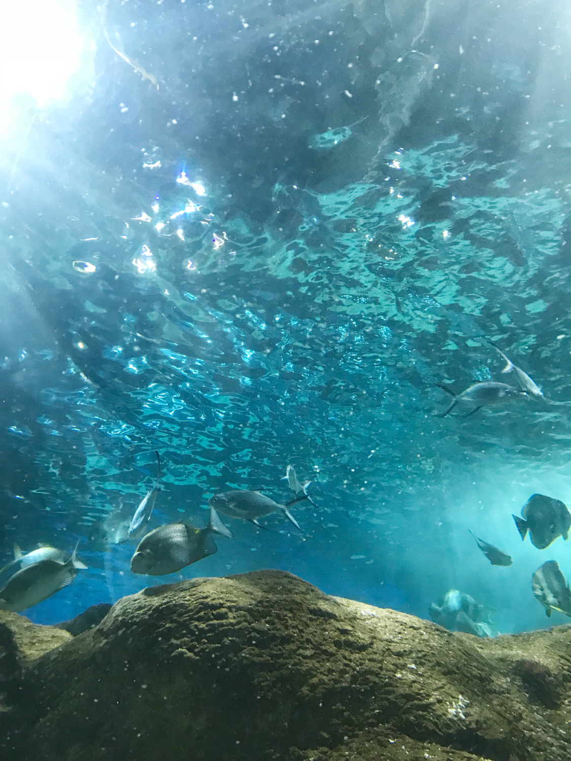 圣亚海洋世界和大连老虎滩哪个好,大连圣亚海洋世界春节门票