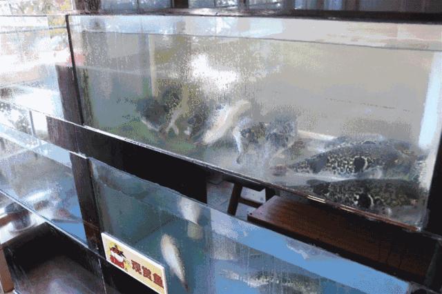 美食界阿虏河豚,美食界的巅峰