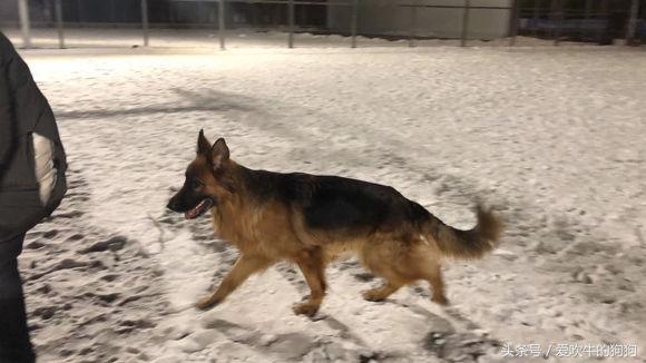 长毛德牧是纯种还是短毛,长毛德牧能当宠物犬养吗