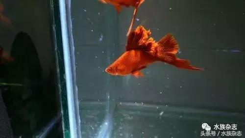 养红箭的技巧,快来测一测你未来会养什么宠物