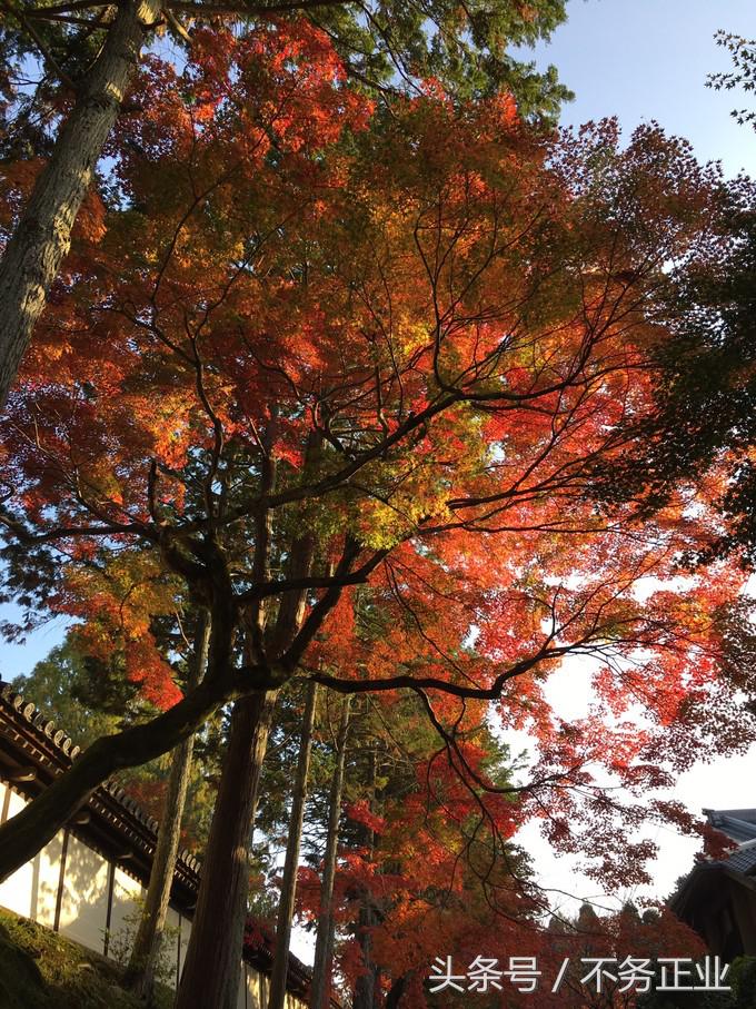 旅行|CoordinateBook06-No.535.0116°N,135.7680°E京都