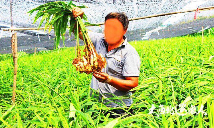 生姜种植用黄豆施肥效果好吗,生姜种植技术和施肥方法视频