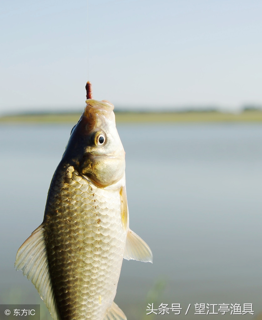 如何在钓鱼场快速钓鱼,钓鱼场攻略及技巧