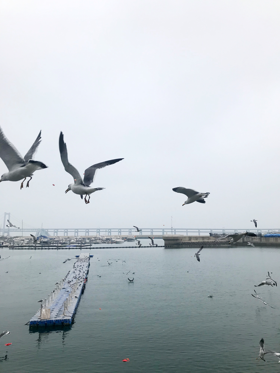 圣亚海洋世界和大连老虎滩哪个好,大连圣亚海洋世界春节门票