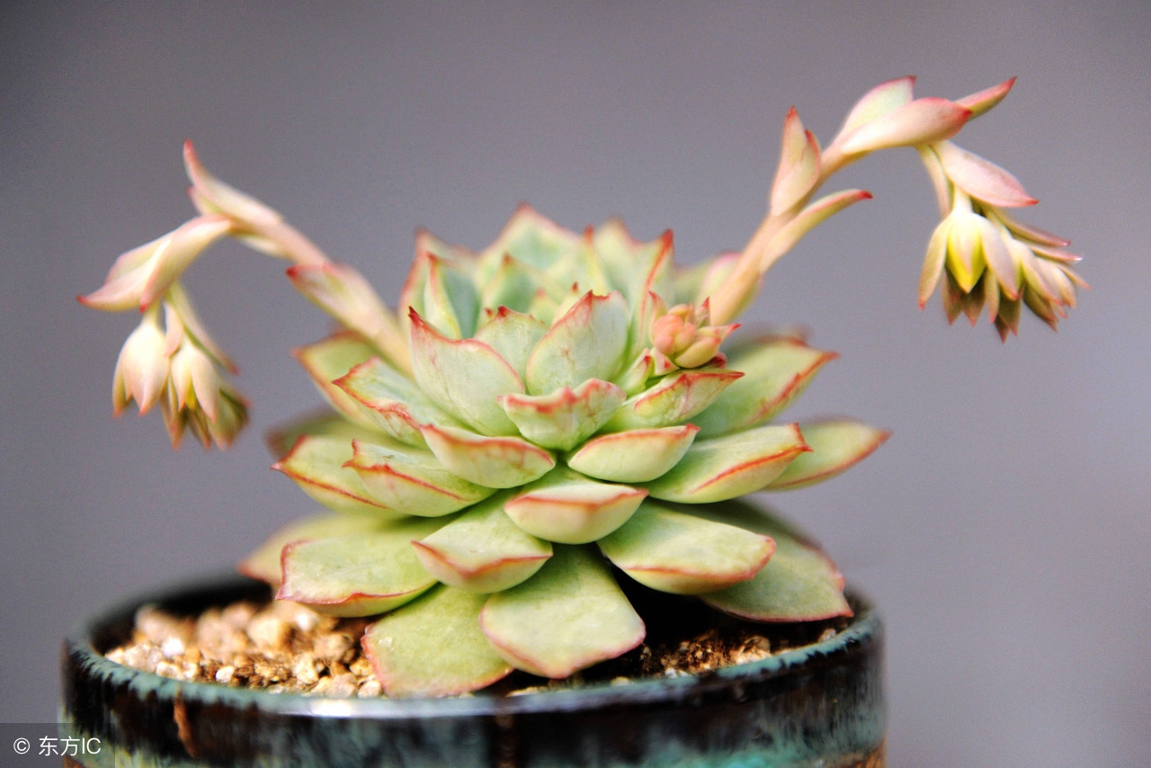 多肉植物冬天怎么养才能安全过冬,夏天多肉植物怎么养长得快也漂亮