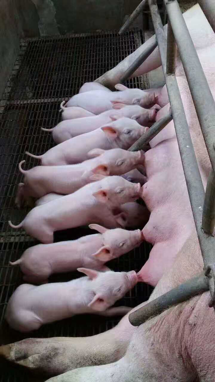 二元母猪第二胎为什么难配,二元母猪能生多少胎