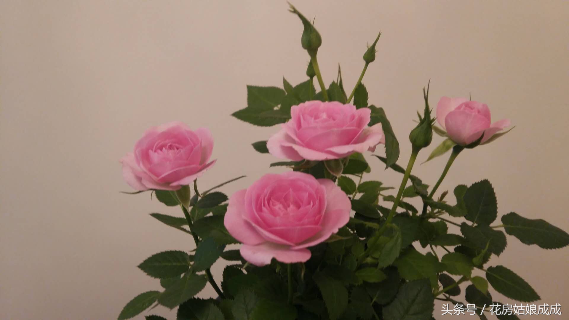 花期长不掉叶子好养的花,常年开花又好养的玫瑰花