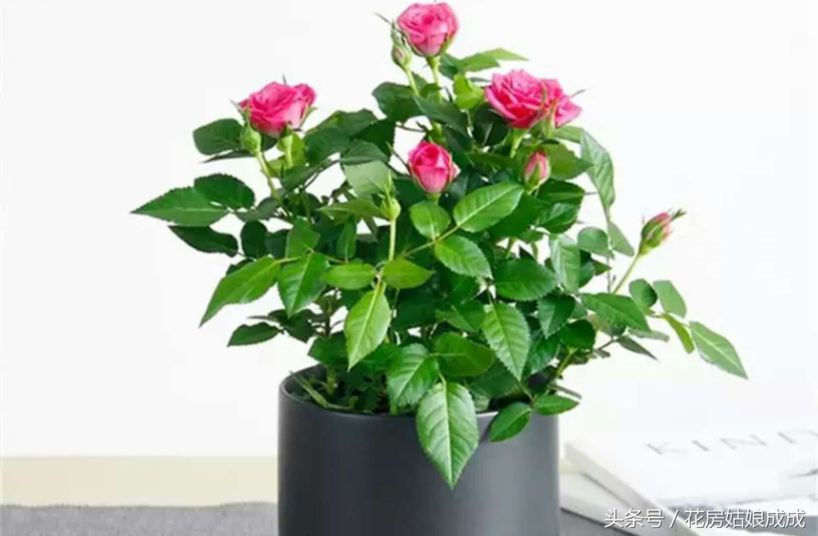 花期长不掉叶子好养的花,常年开花又好养的玫瑰花