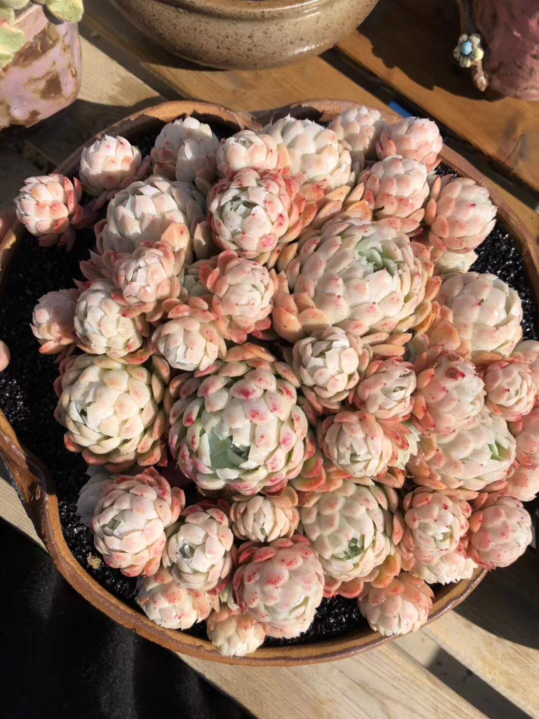 多肉植物冬天怎么养才能安全过冬,夏天多肉植物怎么养长得快也漂亮