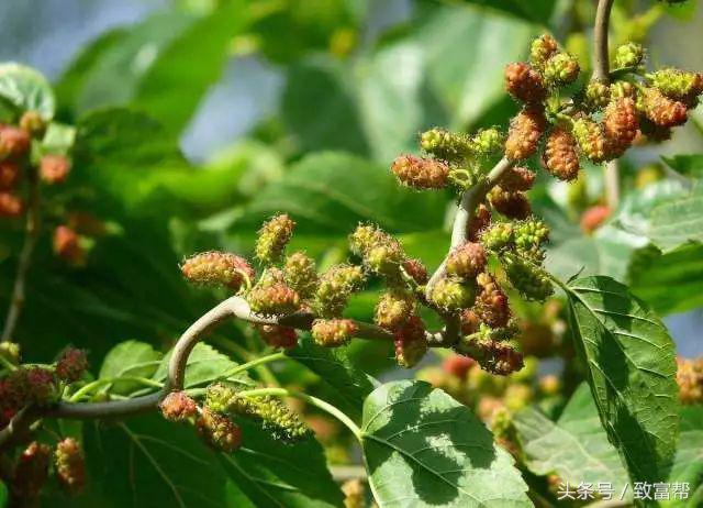 一周致富锦囊经典语录,四条致富指南请你用心收藏