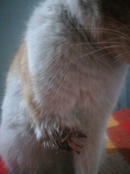 猫咪贪玩彻夜未归，主人深夜寻找，开门的那一刻忍不住哭了！