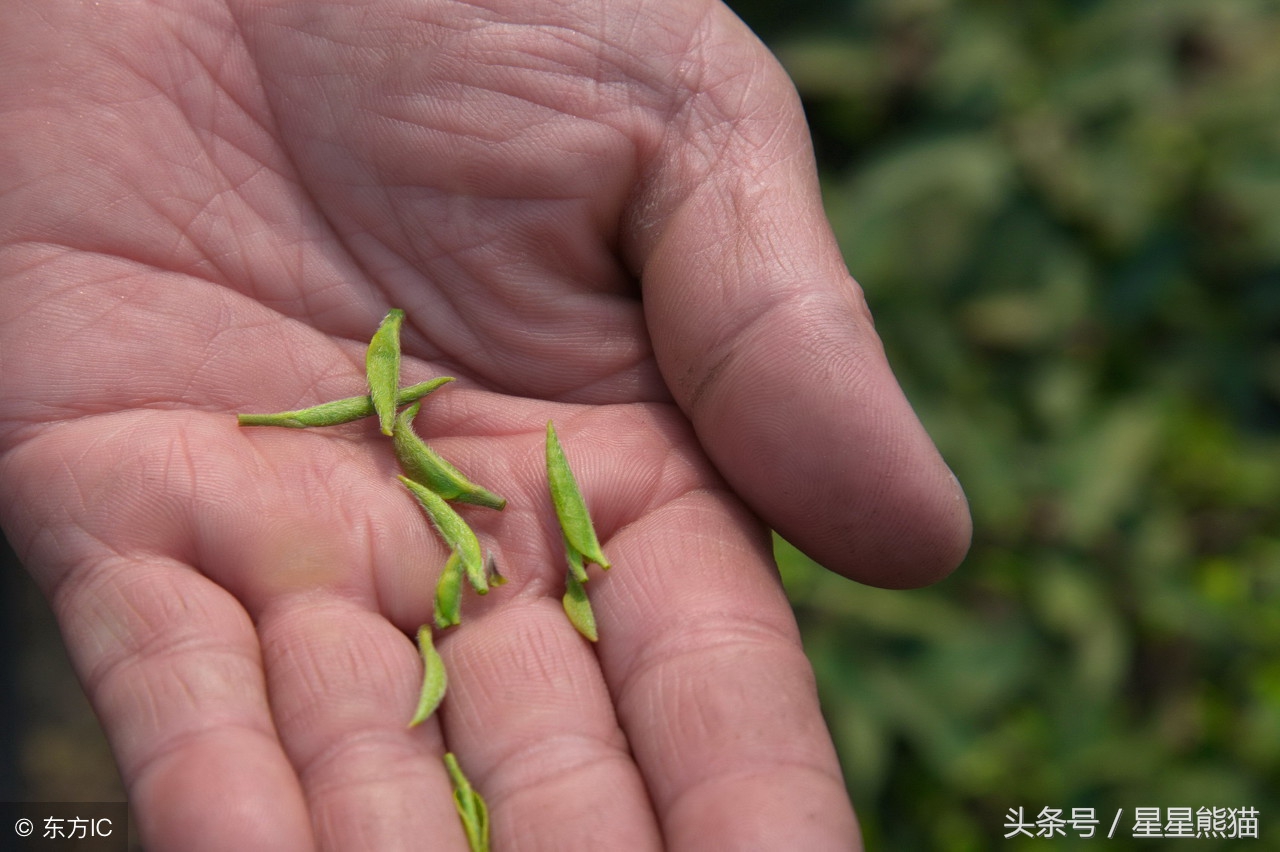信阳毛尖浑浊好还是清澈好,铁皮石斛的功效与作用